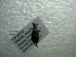  (Cylindera decempunctata - NIBGE COL-01134)  @11 [ ] CreativeCommons - Attribution Non-Commercial Share-Alike (2011) Muhammad Ashfaq National Institute for Biotechnology and Genetic Engineering Faisalabad Pakistan