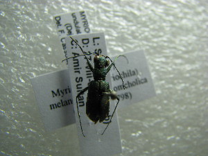  (Myriochila undulata - NIBGE COL-01143)  @12 [ ] CreativeCommons - Attribution Non-Commercial Share-Alike (2011) Muhammad Ashfaq National Institute for Biotechnology and Genetic Engineering Faisalabad Pakistan