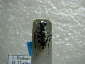  (Cylindera erudita - NIBGE COL-01158)  @11 [ ] CreativeCommons - Attribution Non-Commercial Share-Alike (2011) Muhammad Ashfaq National Institute for Biotechnology and Genetic Engineering Faisalabad Pakistan