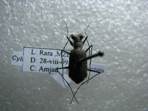  (Cylindera albopunctata - NIBGE COL-01172)  @12 [ ] CreativeCommons - Attribution Non-Commercial Share-Alike (2011) Muhammad Ashfaq National Institute for Biotechnology and Genetic Engineering Faisalabad Pakistan