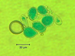  ( - 418MEA-POT-BE4)  @11 [ ] Copyright (2009) Richard Hamelin Laboratory Natural Resources Canada