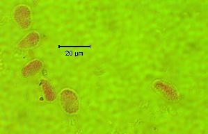  ( - 895MEA-POT-SU5)  @11 [ ] Copyright (2009) Richard Hamelin Laboratory Natural Resources Canada