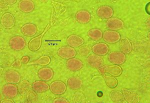  ( - 898MMT-POT-DL1)  @11 [ ] Copyright (2009) Richard Hamelin Laboratory Natural Resources Canada