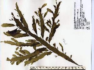  (Desmarestia sp. 1ligulata - GWS002957)  @14 [ ] CreativeCommons - Attribution Non-Commercial Share-Alike (2010) Gary W. Saunders University of New Brunswick