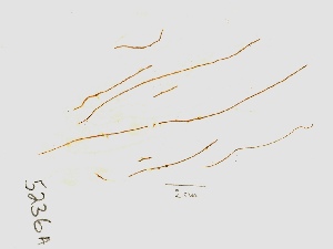  (Delamarea paradoxa - GWS005236A)  @11 [ ] Unspecified (default): All Rights Reserved  Unspecified Unspecified