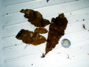  ( - GWS012709)  @11 [ ] Unspecified (default): All Rights Reserved  Unspecified Unspecified