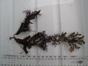  (Sargassum heteromorphum - GWS015621)  @11 [ ] Unspecified (default): All Rights Reserved  Unspecified Unspecified