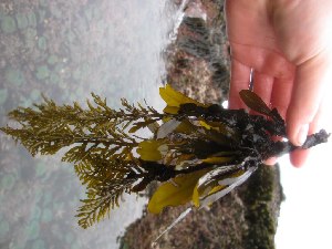  (Stephanocystis osmundacea - GWS021715)  @11 [ ] CreativeCommons - Attribution Non-Commercial Share-Alike (2010) Gary W. Saunders University of New Brunswick