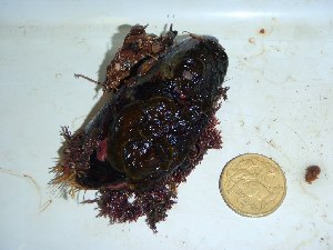  ( - GWS031559)  @11 [ ] Unspecified (default): All Rights Reserved  Unspecified Unspecified