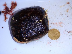  ( - GWS032012)  @11 [ ] CreativeCommons - Attribution Non-Commercial Share-Alike (2012) Gary W. Saunders University of New Brunswick