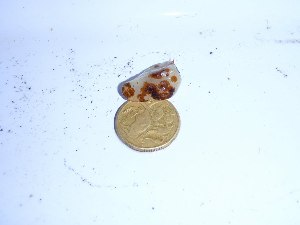  ( - GWS032153)  @11 [ ] CreativeCommons - Attribution Non-Commercial Share-Alike (2012) Gary W. Saunders University of New Brunswick