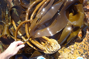  (Laminaria pallida - GWS036419)  @11 [ ] Unspecified (default): All Rights Reserved  Unspecified Unspecified