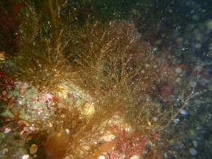  ( - GWS039540)  @11 [ ] Unspecified (default): All Rights Reserved  Unspecified Unspecified