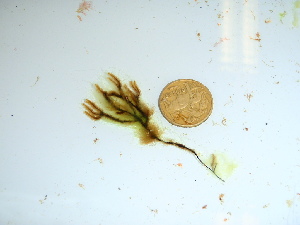  (Cladostephus spongiosus - GWS039868)  @11 [ ] Unspecified (default): All Rights Reserved  Unspecified Unspecified