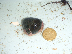  (Tilopteridalean sp. 3GWS - GWS042535)  @11 [ ] Unspecified (default): All Rights Reserved  Unspecified Unspecified