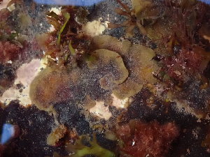  ( - GWS048833)  @11 [ ] Unspecified (default): All Rights Reserved  Unspecified Unspecified