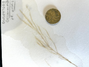  (Desmarestia sp. 1Arctic - GWS049603)  @11 [ ] Unspecified (default): All Rights Reserved  Unspecified Unspecified