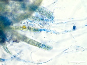  (Litosiphon - GWS049934)  @11 [ ] Unspecified (default): All Rights Reserved  Unspecified Unspecified