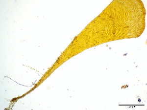  (Syringodermatales - GWS050027)  @11 [ ] Unspecified (default): All Rights Reserved  Unspecified Unspecified