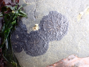  (Hapalospongidiaceae - GWS050056)  @11 [ ] Unspecified (default): All Rights Reserved  Unspecified Unspecified