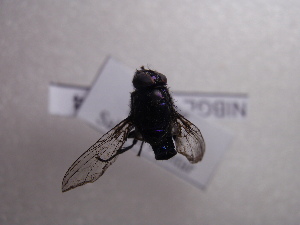  (Neomyia gavisa - NIBGE DIP-00094)  @12 [ ] CreativeCommons - Attribution Non-Commercial Share-Alike (2010) Muhammad Ashfaq National Institute for Biotechnology and Genetic Engineering Faisalabad Pakistan