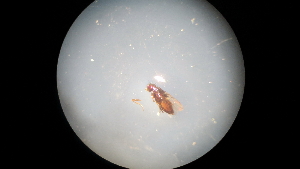  (Rachispoda fuscipennis - NIBGE DIP-00747)  @13 [ ] CreativeCommons - Attribution Non-Commercial Share-Alike (2012) Muhammad Ashfaq National Institute for Biotechnology and Genetic Engineering Faisalabad Pakistan