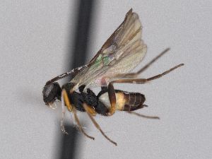  ( - CNC1948924)  @11 [ ] by-sa  Canadian National Collection of Insects, Arachnids and Nematodes Canadian National Collection of Insects, Arachnids and Nematodes