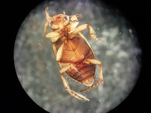  ( - V11 S1 DJW59 Nec.pen-6)  @12 [ ] No Rights Reserved (2018) Eddie Tsyrlin The University of Melbourne