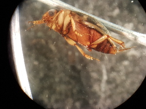  ( - V11 S1 DJW59 Nec.pen-6)  @12 [ ] No Rights Reserved (2018) Eddie Tsyrlin The University of Melbourne