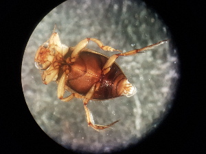  ( - V11 S1 DJW59 Nec.pen-7)  @12 [ ] No Rights Reserved (2018) Eddie Tsyrlin The University of Melbourne