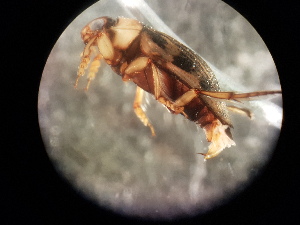  ( - V11 S1 DJW59 Nec.pen-7)  @12 [ ] No Rights Reserved (2018) Eddie Tsyrlin The University of Melbourne