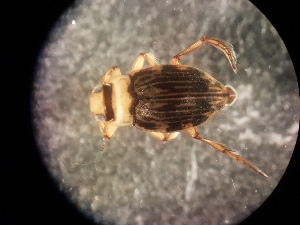  ( - V11 S1 DJW59 Nec.pen-7)  @12 [ ] No Rights Reserved (2018) Eddie Tsyrlin The University of Melbourne