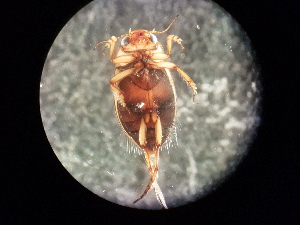  ( - V6 S1 LER0150 Nec.pen-3)  @12 [ ] No Rights Reserved (2018) Eddie Tsyrlin The University of Melbourne