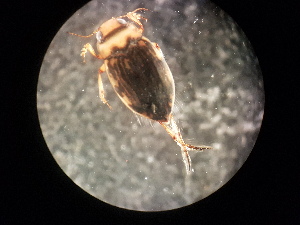  ( - V6 S1 LER0150 Nec.pen-3)  @12 [ ] No Rights Reserved (2018) Eddie Tsyrlin The University of Melbourne