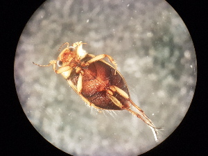  ( - V6 S1 LER0150 Nec.pen-4)  @12 [ ] No Rights Reserved (2018) Eddie Tsyrlin The University of Melbourne