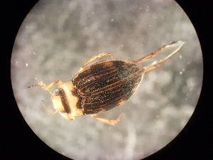  ( - V6 S1 LER0150 Nec.pen-4)  @12 [ ] No Rights Reserved (2018) Eddie Tsyrlin The University of Melbourne