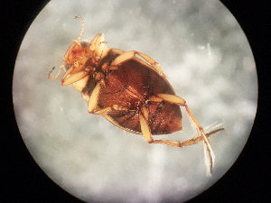  ( - V6 S1 LER0150 Nec.Pen-6)  @12 [ ] No Rights Reserved (2018) Eddie Tsyrlin The University of Melbourne