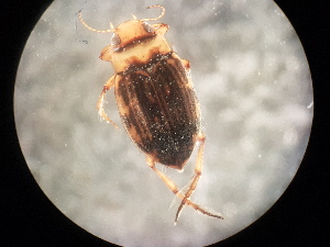  ( - V6 S1 LER0150 Nec.Pen-6)  @12 [ ] No Rights Reserved (2018) Eddie Tsyrlin The University of Melbourne