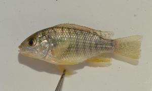  (Oreochromis shiranus - MAL11-192)  @12 [ ] CreativeCommons - Attribution Non-Commercial Share-Alike (2011) SAIAB SAIAB