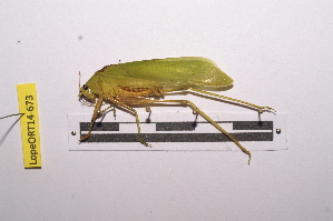  ( - LopeORT14-673)  @11 [ ] CreativeCommons - Attribution Non-Commercial Share-Alike (2014) Nicolas Moulin Nicolas Moulin entomologie