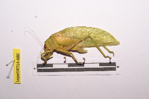  ( - LopeORT14-680)  @11 [ ] CreativeCommons - Attribution Non-Commercial Share-Alike (2014) Nicolas Moulin Nicolas Moulin entomologie