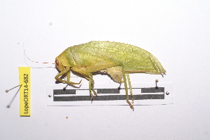  ( - LopeORT14-682)  @11 [ ] CreativeCommons - Attribution Non-Commercial Share-Alike (2014) Nicolas Moulin Nicolas Moulin entomologie