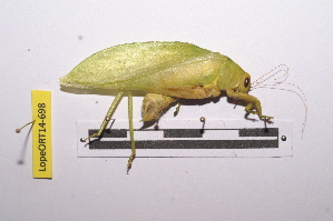  ( - LopeORT14-698)  @13 [ ] CreativeCommons - Attribution Non-Commercial Share-Alike (2014) Nicolas Moulin Nicolas Moulin entomologie