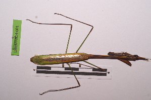  ( - LopeMAN14-001)  @12 [ ] CreativeCommons - Attribution Non-Commercial Share-Alike (2014) Nicolas Moulin Nicolas Moulin entomologie