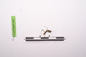  ( - LopeMAN14-100)  @12 [ ] CreativeCommons - Attribution Non-Commercial Share-Alike (2014) Nicolas Moulin Nicolas Moulin entomologie