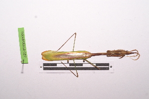  ( - LopeMAN14-107)  @12 [ ] CreativeCommons - Attribution Non-Commercial Share-Alike (2014) Nicolas Moulin Nicolas Moulin entomologie
