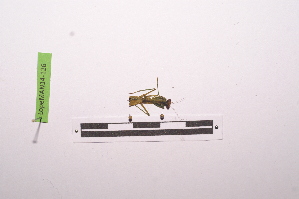  ( - LopeMAN14-126)  @12 [ ] CreativeCommons - Attribution Non-Commercial Share-Alike (2014) Nicolas Moulin Nicolas Moulin entomologie