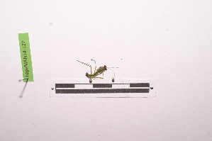  ( - LopeMAN14-127)  @12 [ ] CreativeCommons - Attribution Non-Commercial Share-Alike (2014) Nicolas Moulin Nicolas Moulin entomologie