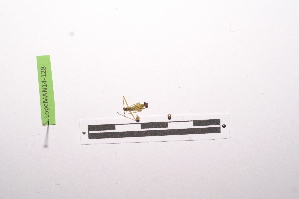  ( - LopeMAN14-128)  @12 [ ] CreativeCommons - Attribution Non-Commercial Share-Alike (2014) Nicolas Moulin Nicolas Moulin entomologie