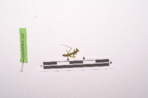  ( - LopeMAN14-129)  @12 [ ] CreativeCommons - Attribution Non-Commercial Share-Alike (2014) Nicolas Moulin Nicolas Moulin entomologie